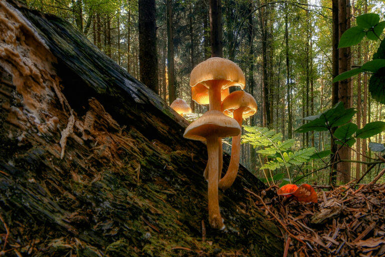 How much nature is left? Interview with Nature Data Lab’s Karl Burkart