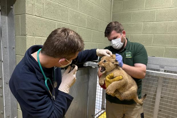 Pictures show Blackpool Zoo's adorable lion cubs as genders revealed