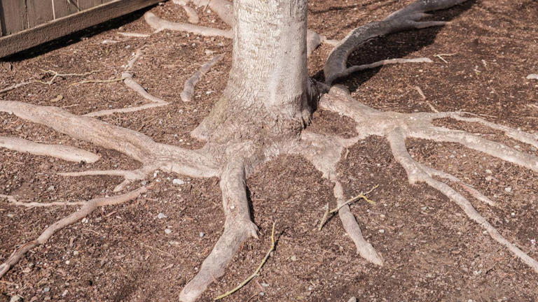 Could that damaged tree fall during a winter storm? 4 warning signs to ...