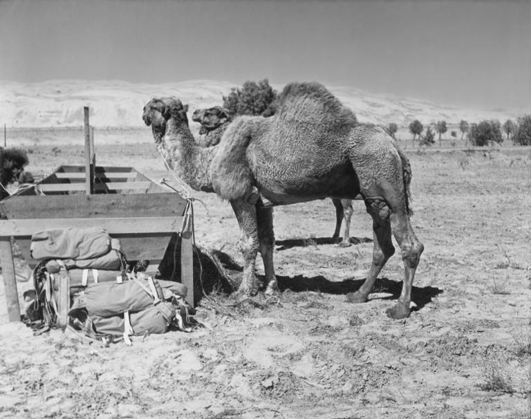 Camel days: From 'The Ten Commandments' to San Diego Zoo movie stars
