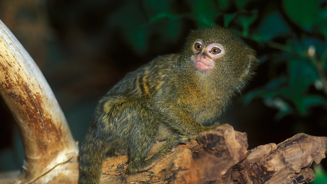 Global rankings reveal the world’s smallest animals by size and weight