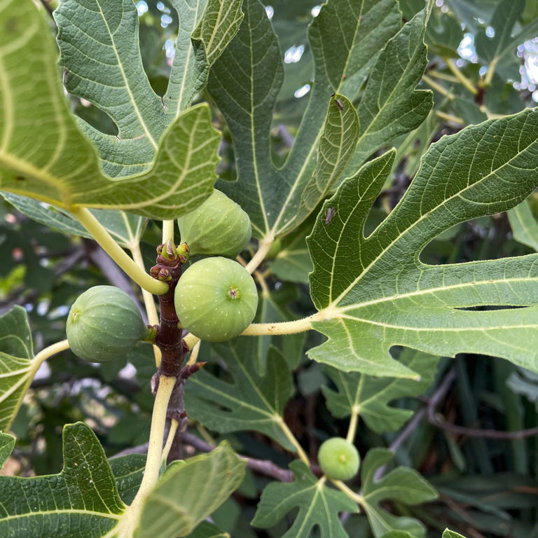 You don't need a big garden to grow your own fruit – these 7 trees are ...