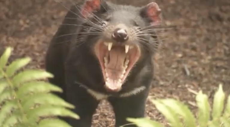 Tasmanian devil babies were found in Australia for the first time in ...
