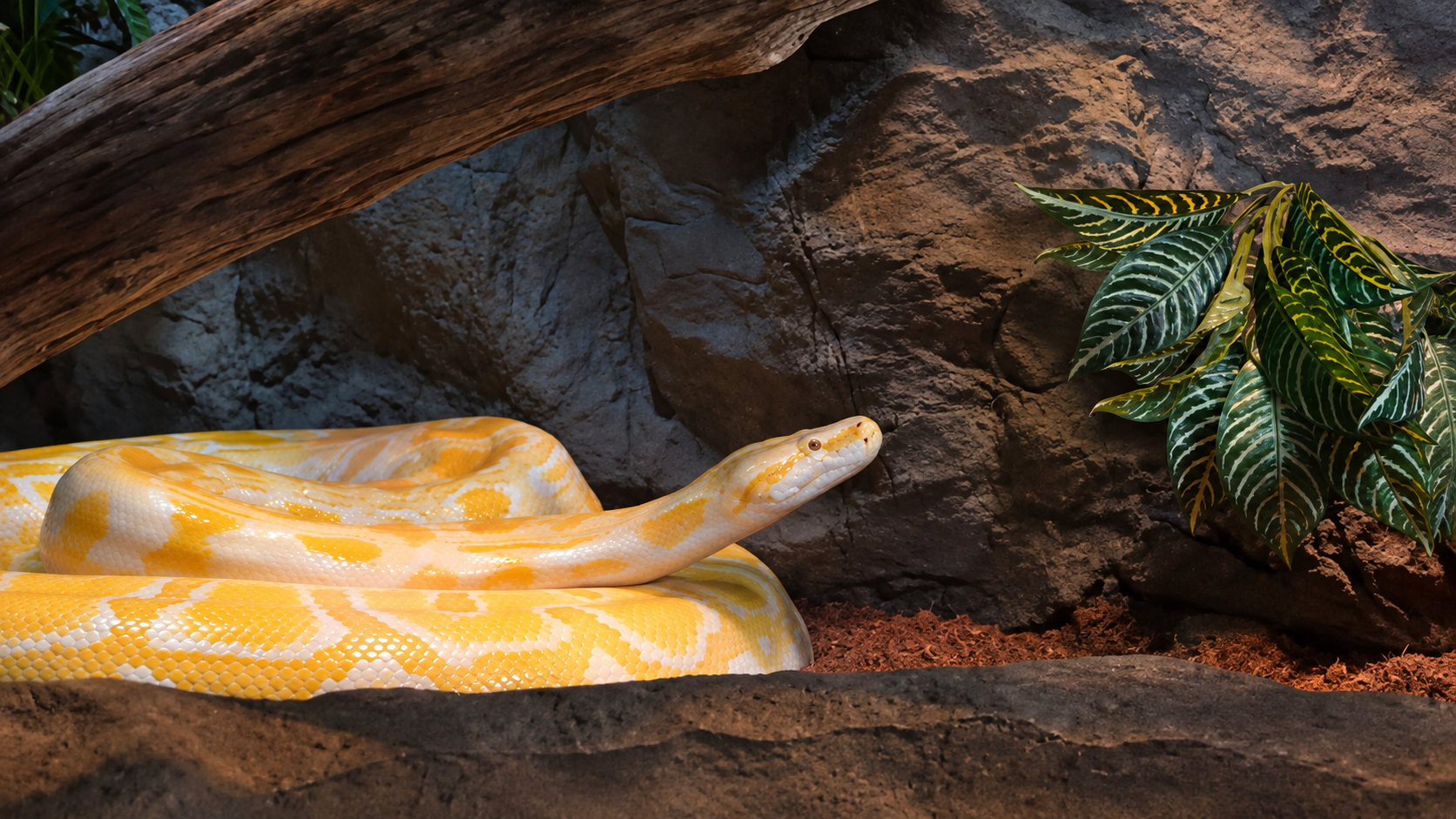 This giant snake looked calm behind the glass - then the food came out