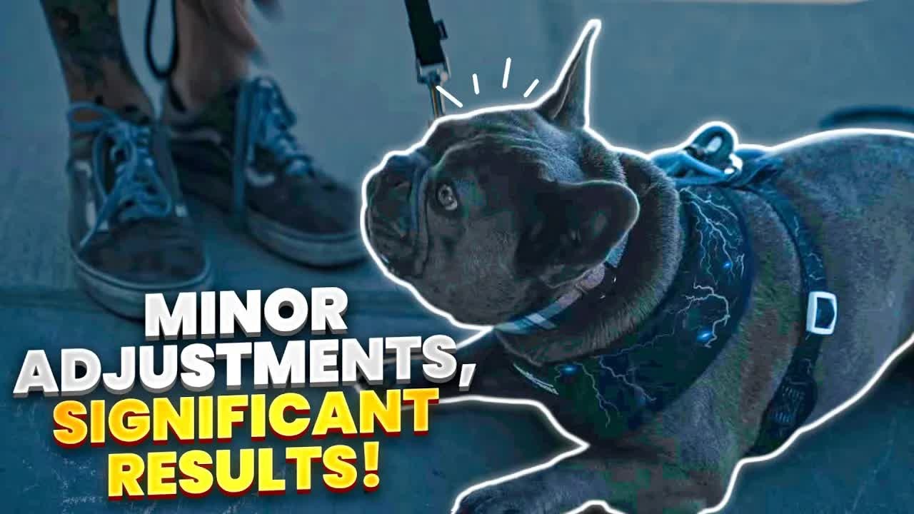 How small training tweaks can change your dog’s behavior fast