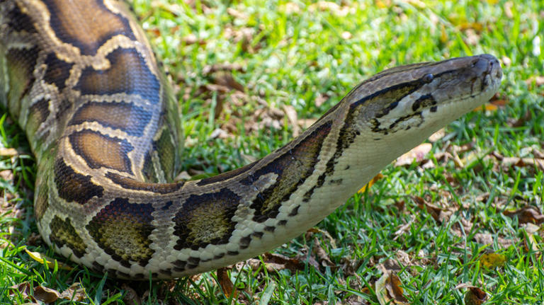 Not just a toy: Florida is using robotic animals to fix its python problem