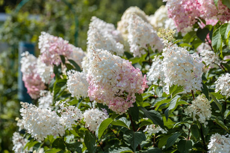 9 gorgeous hydrangeas to plant this autumn for spectacular blooms next ...