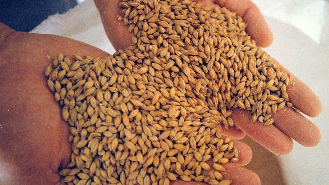 Beer brewing process explained