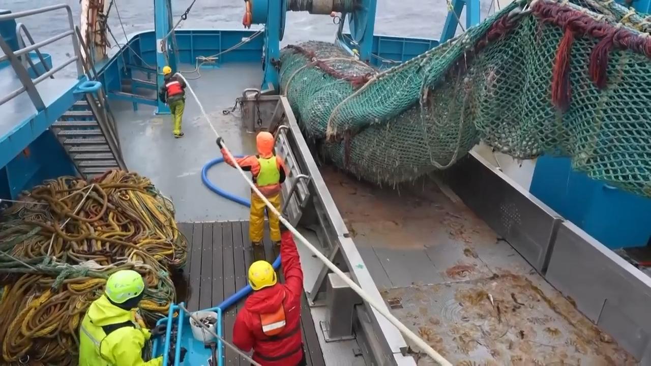 The fish behind America’s fish sticks is fueling a fight over trawling ...
