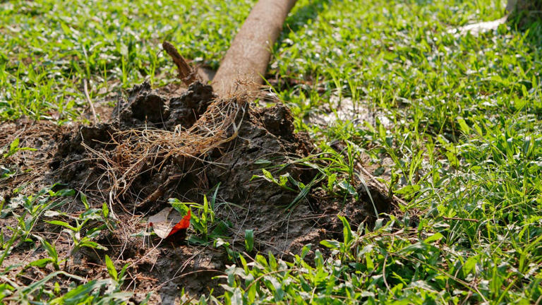 Could that damaged tree fall during a winter storm? 4 warning signs to ...