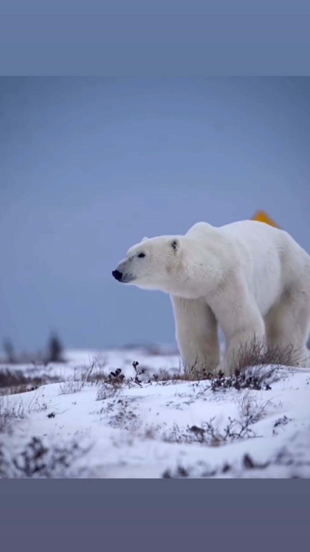 Why protecting sea ice is essential for polar bear survival