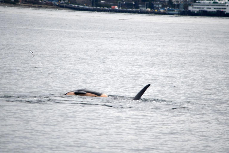 Grieving orca spotted carrying her dead calf on her nose over a year ...