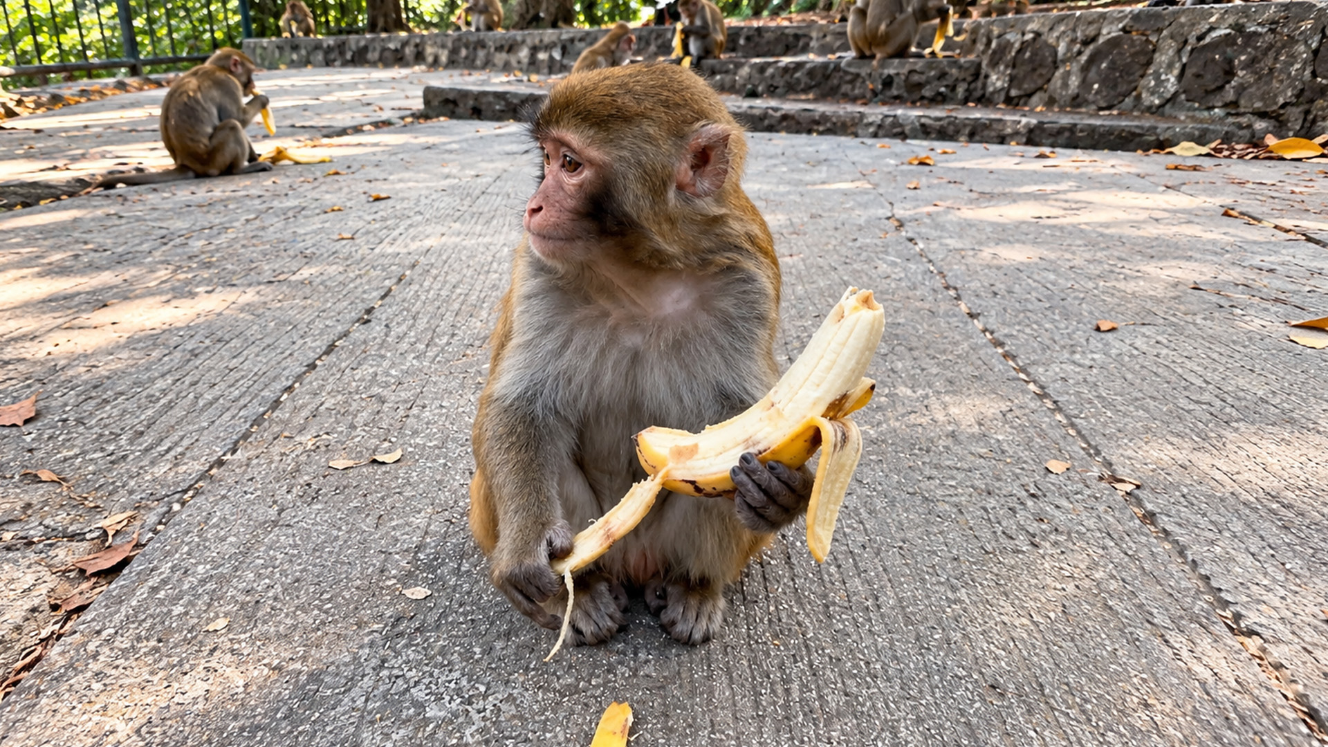 This young monkey holds a banana but looks away