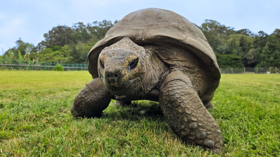Jonathan the 194-year-old tortoise could help humans live longer