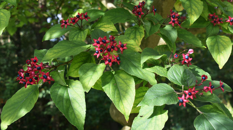 Gardeners who love the smell of peanut butter should be growing this tree