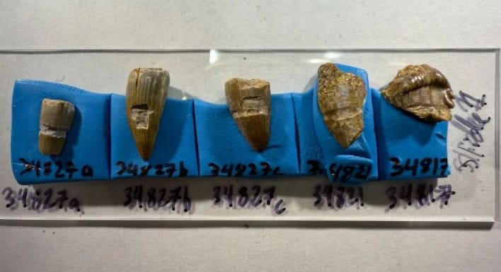 Scientists found a strange chemical signal in dinosaur teeth, and the ...