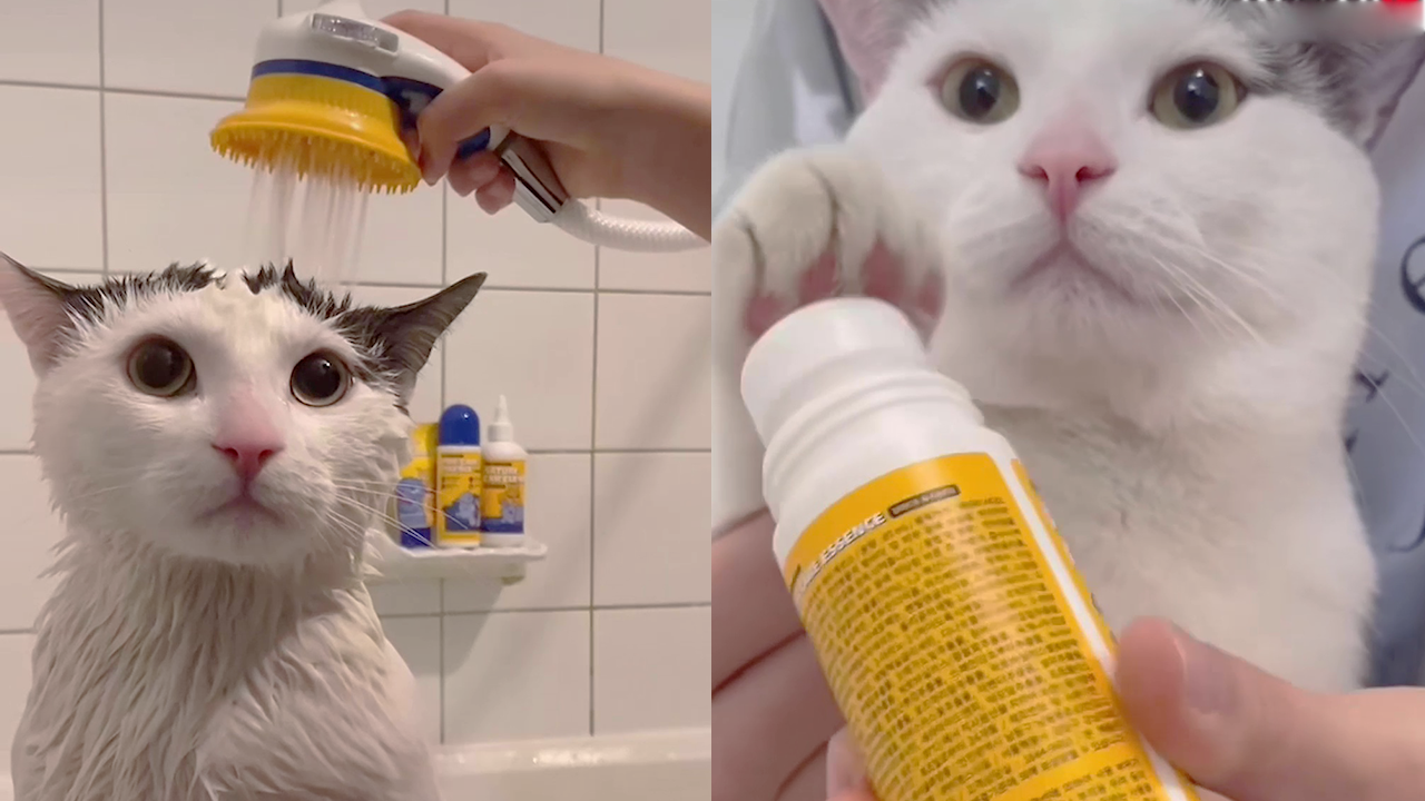 Heartwarming cat's night routine will melt your heart