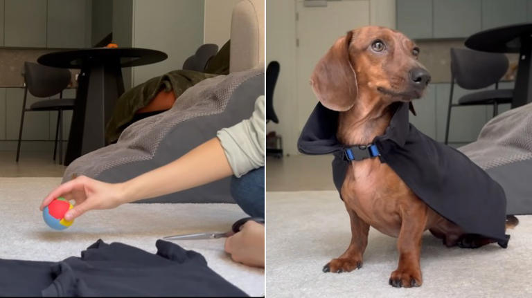 Woman Makes Mini Dachshund DIY Halloween Costume From Old T-Shirt & He ...