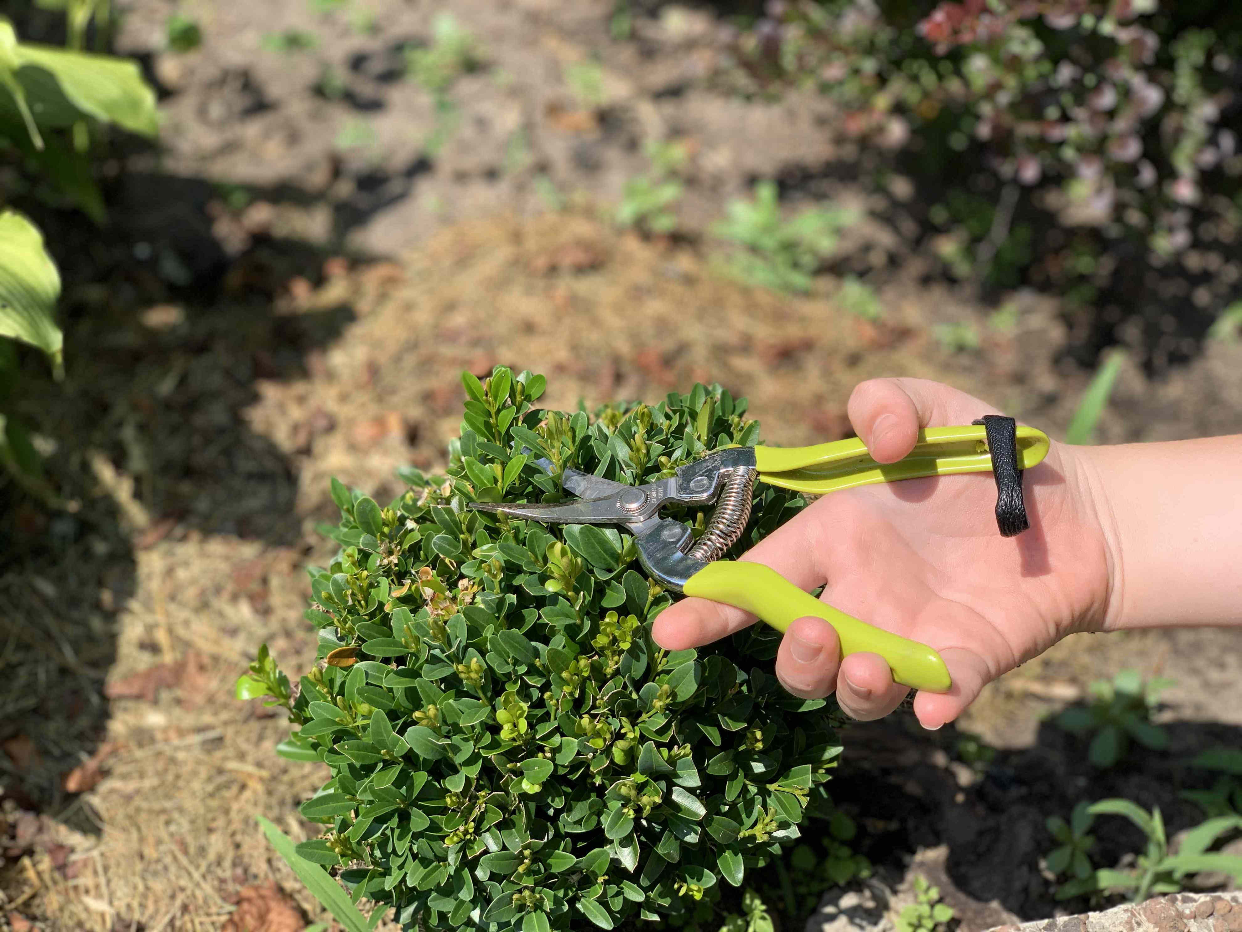 Should you trim boxwoods now or wait until spring?