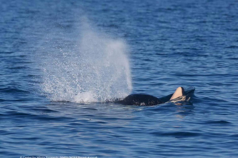 Grieving orca spotted carrying her dead calf on her nose over a year ...