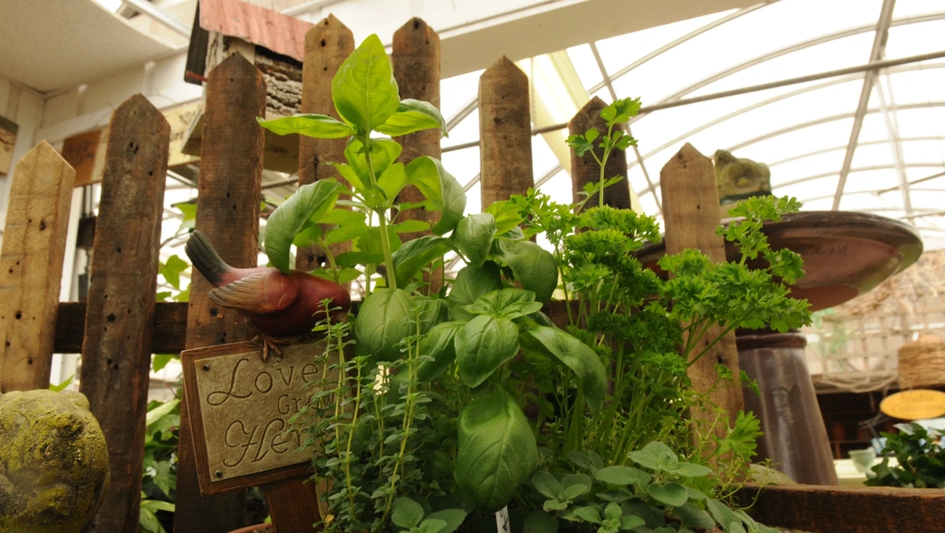 6 herbs that flourish indoors