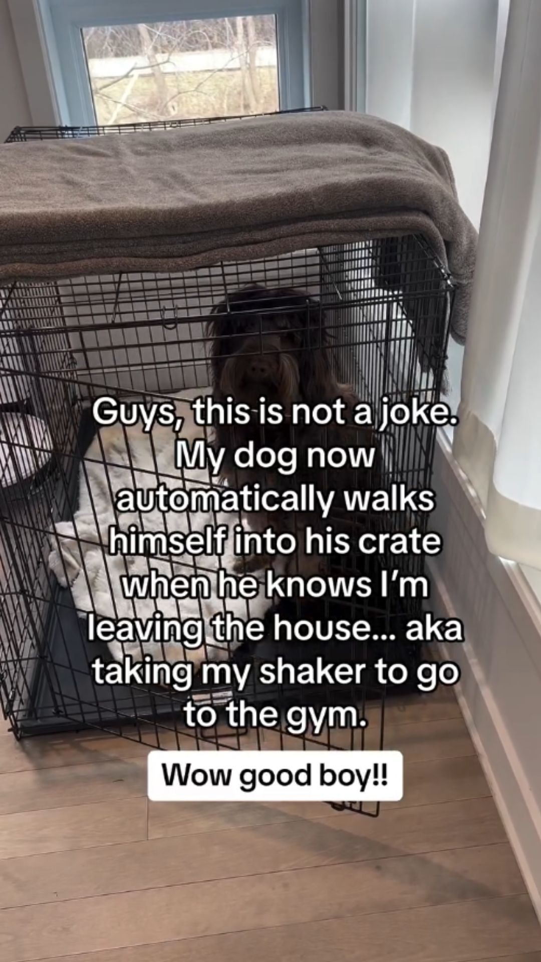 Crate training tips that help dogs enter their crate willingly