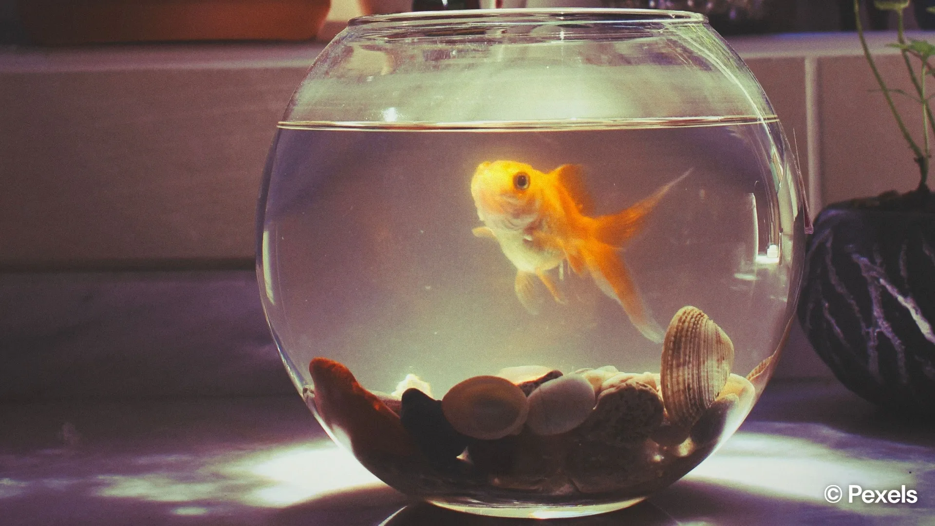 Pet fish care tips every beginner should know