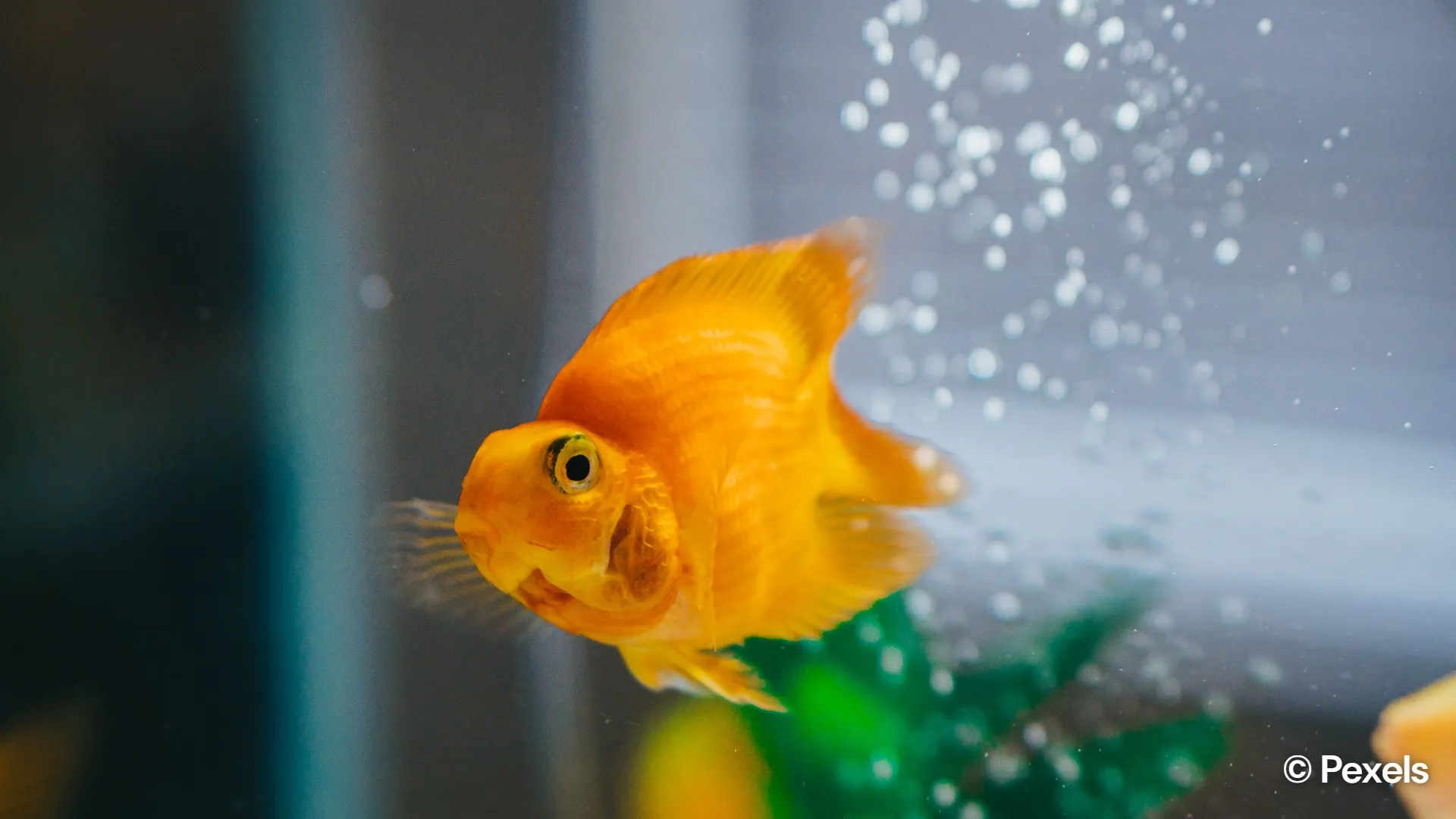 Pet fish care tips every beginner should know