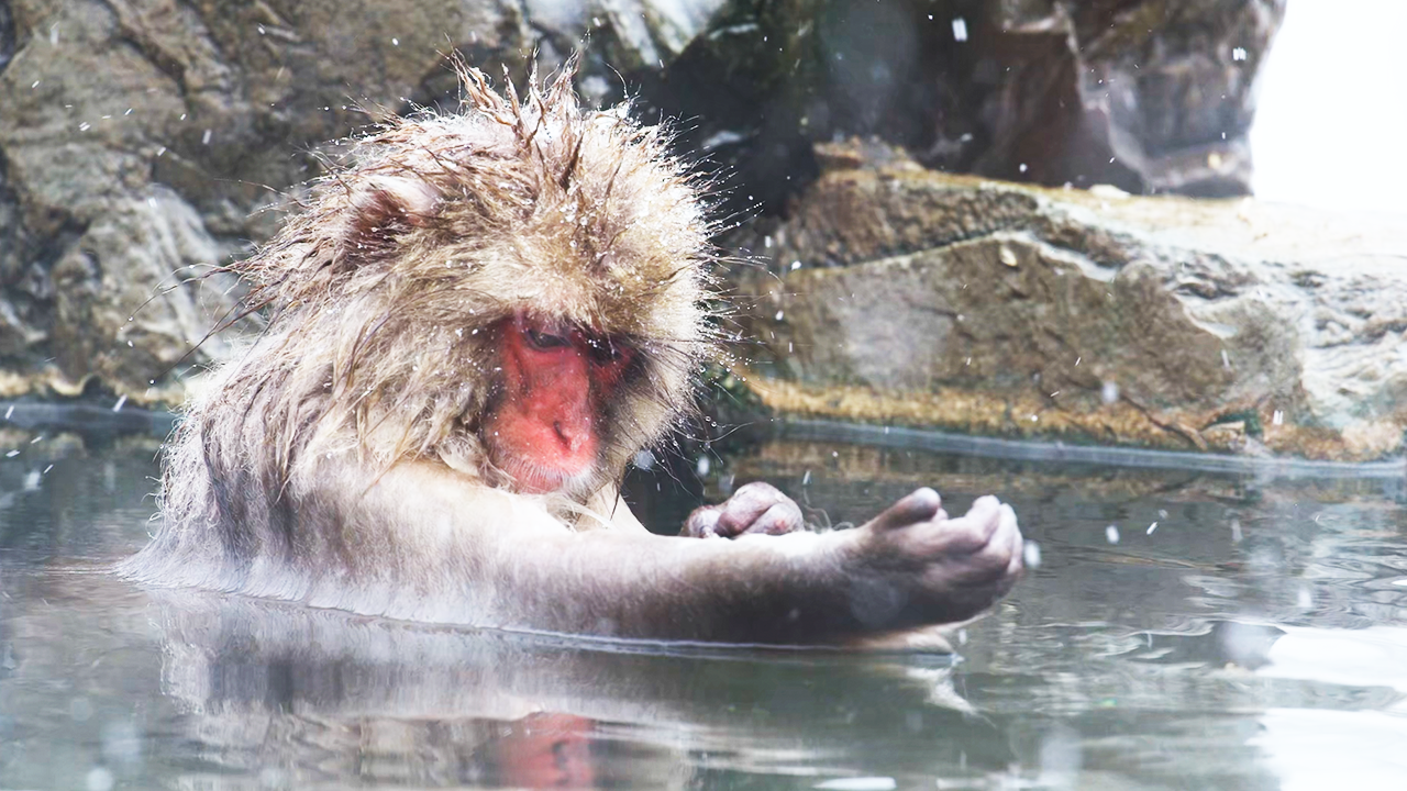 Watch these monkeys discovering a hot spring