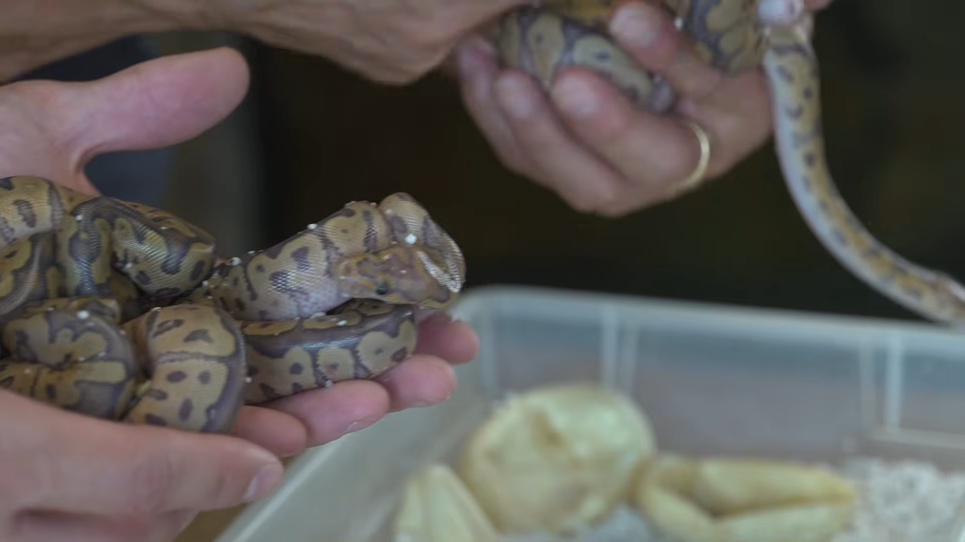 They opened the eggs... then these rare snakes appeared