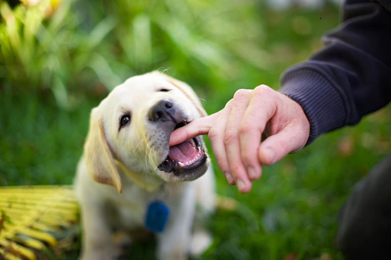 Ultimate safe dogs 2026: These are the 13 breeds of adorable dog that ...