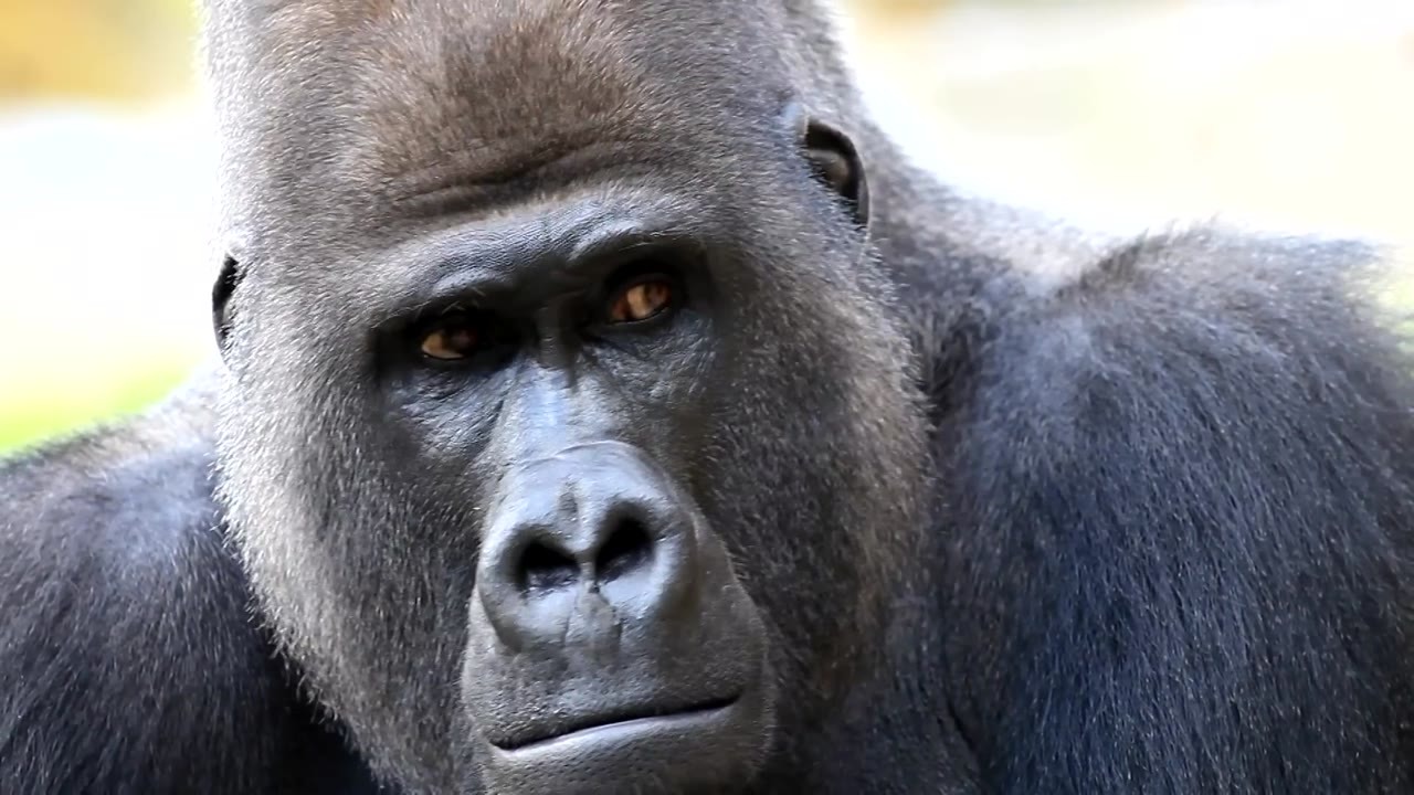 A 400-pound gorilla. An estimated 1,800-pound lift. A bite that can ...