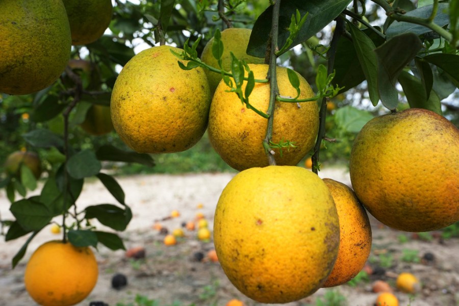 Opinion: 'Seasonal' tariffs would make America's food supply less secure