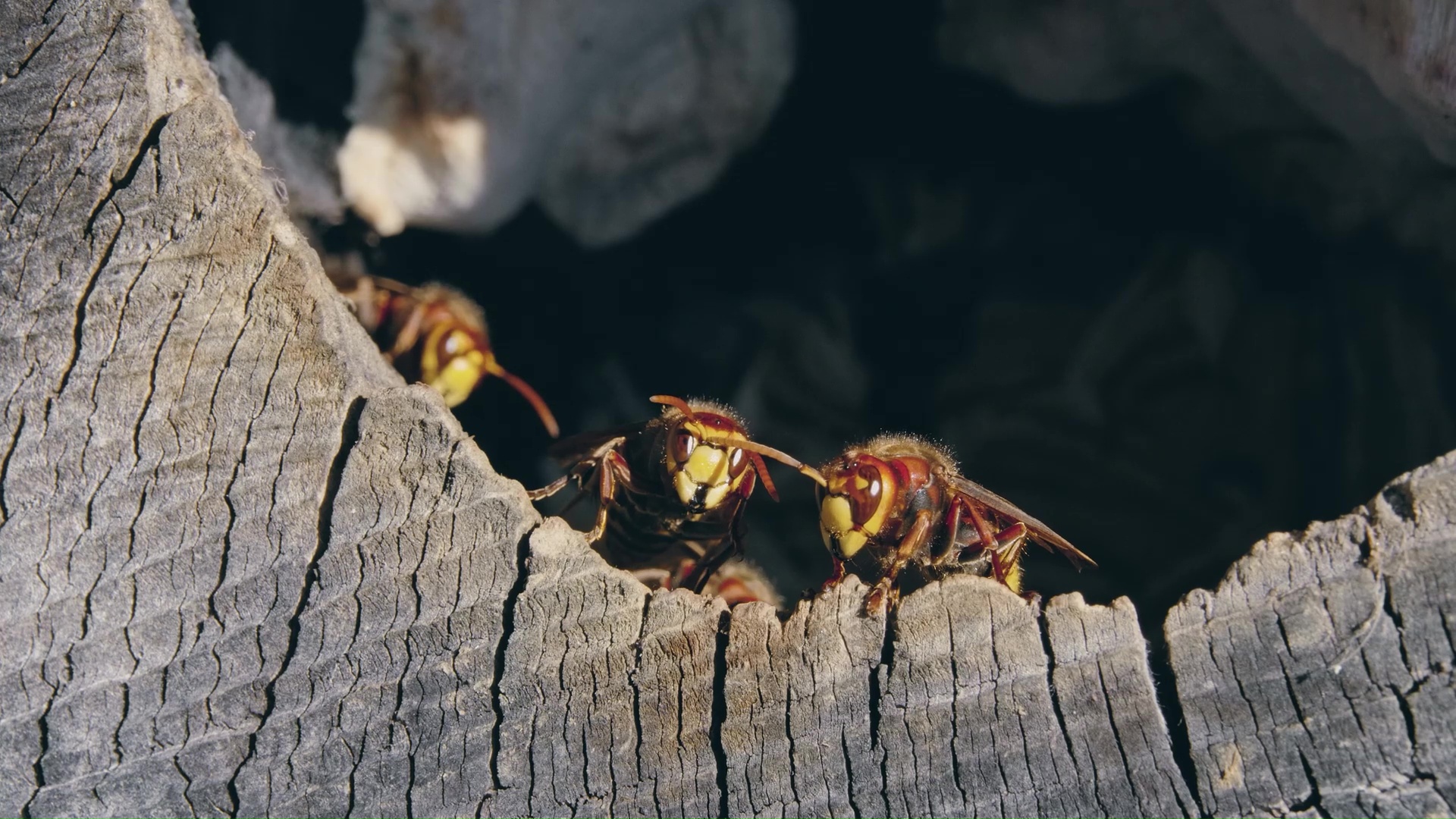 Rare moment European hornets gather at their tree nest