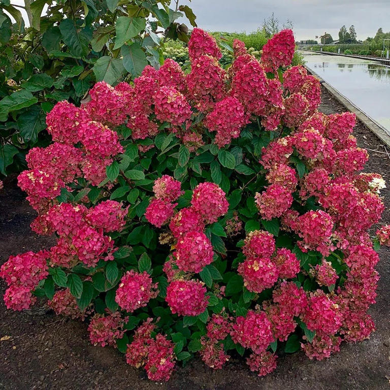 9 gorgeous hydrangeas to plant this autumn for spectacular blooms next ...