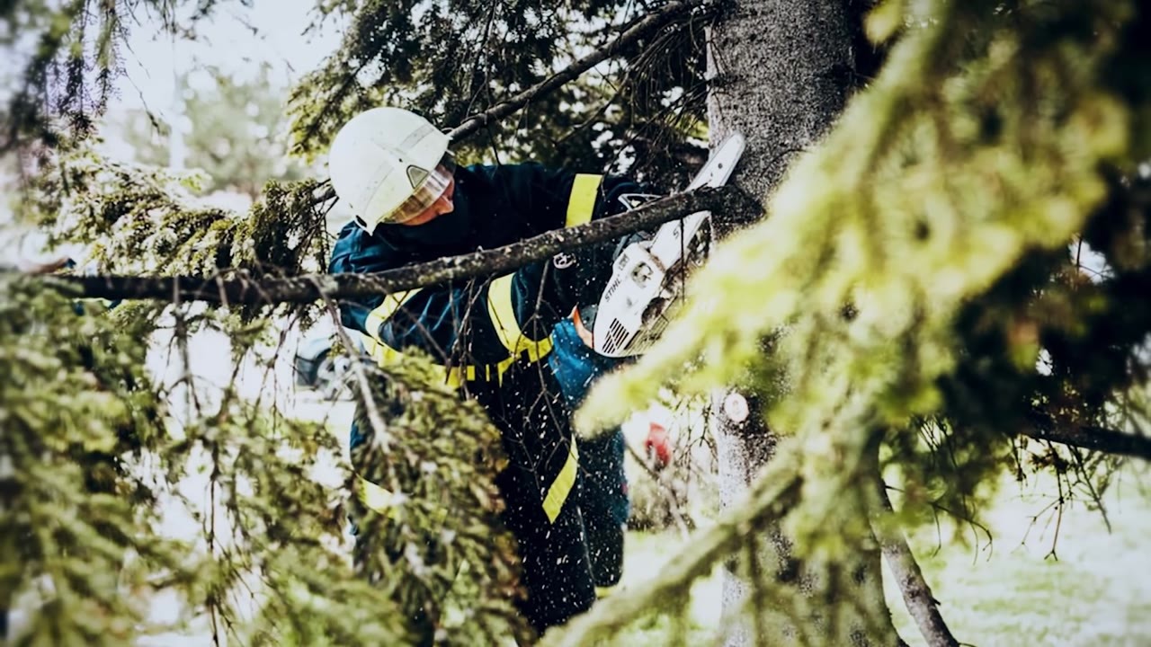 A foul smell came from a 30-foot tree for weeks... then a worker found ...