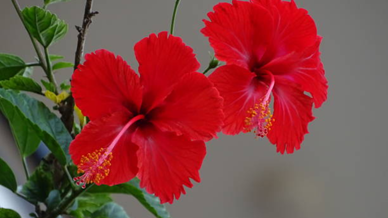 From blue to pink: 7 flowers that change color and the science behind ...