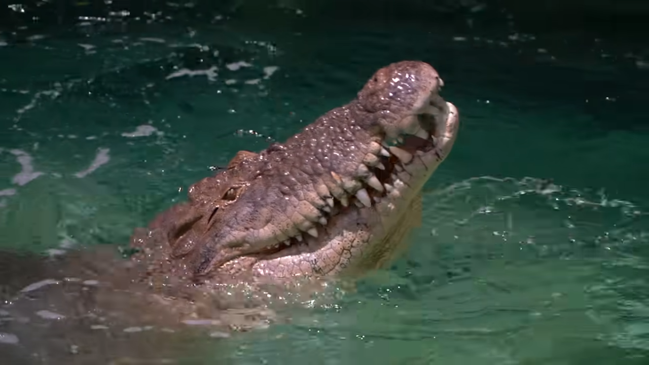 17-foot crocodile launches out of the water... watch what happens in ...