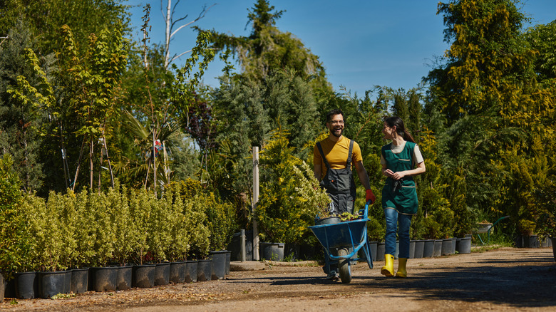 Gardeners who love the smell of peanut butter should be growing this tree