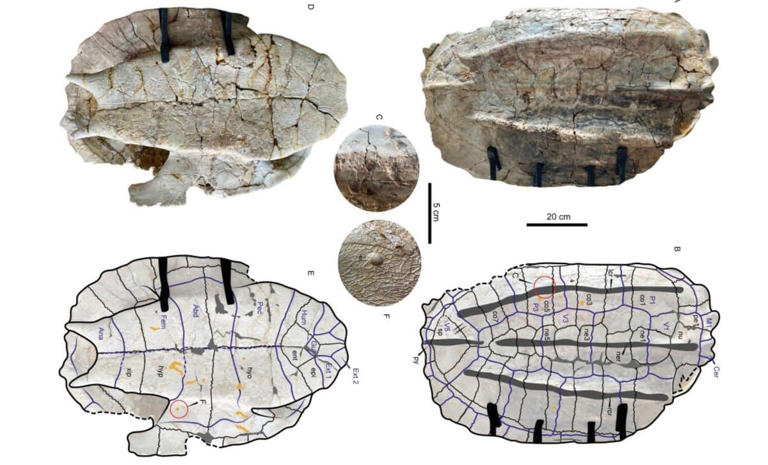 Giant fossil turtle found in the Amazon reveals a lost world of massive ...