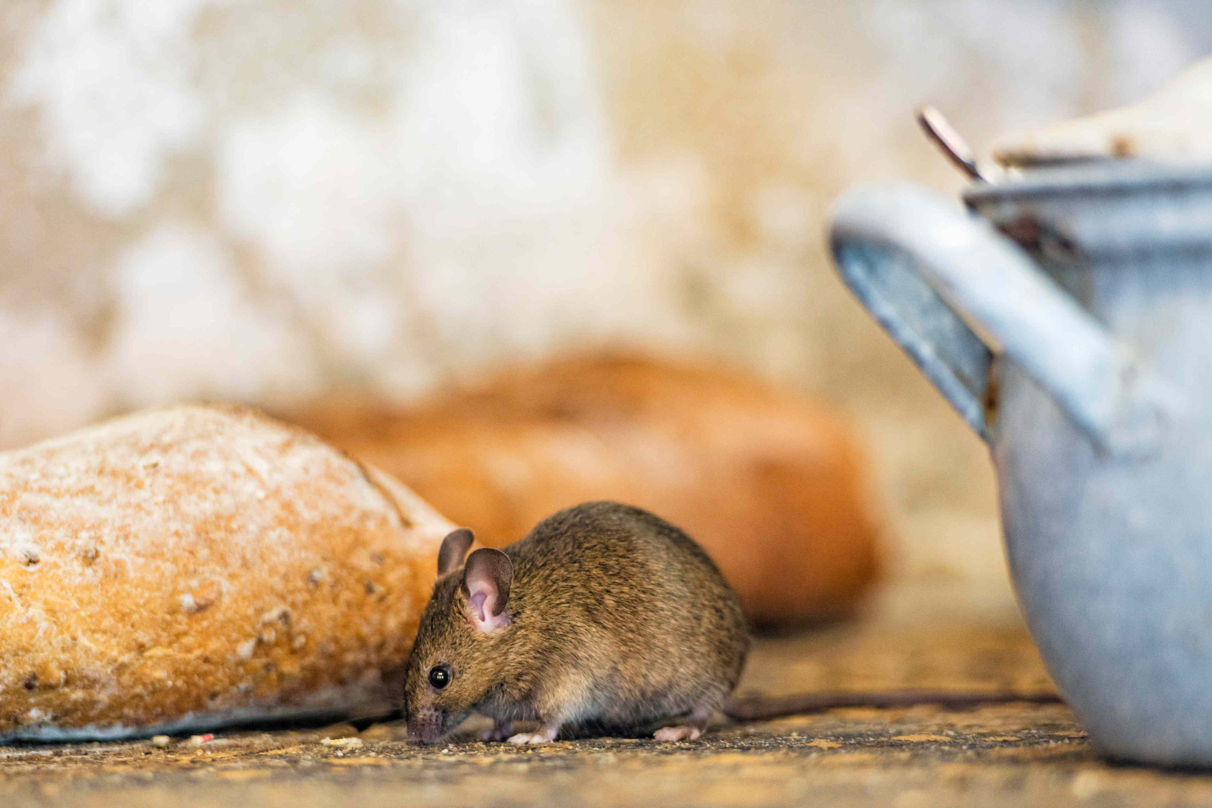 Why mice love your kitchen — and how to get rid of them, according to ...
