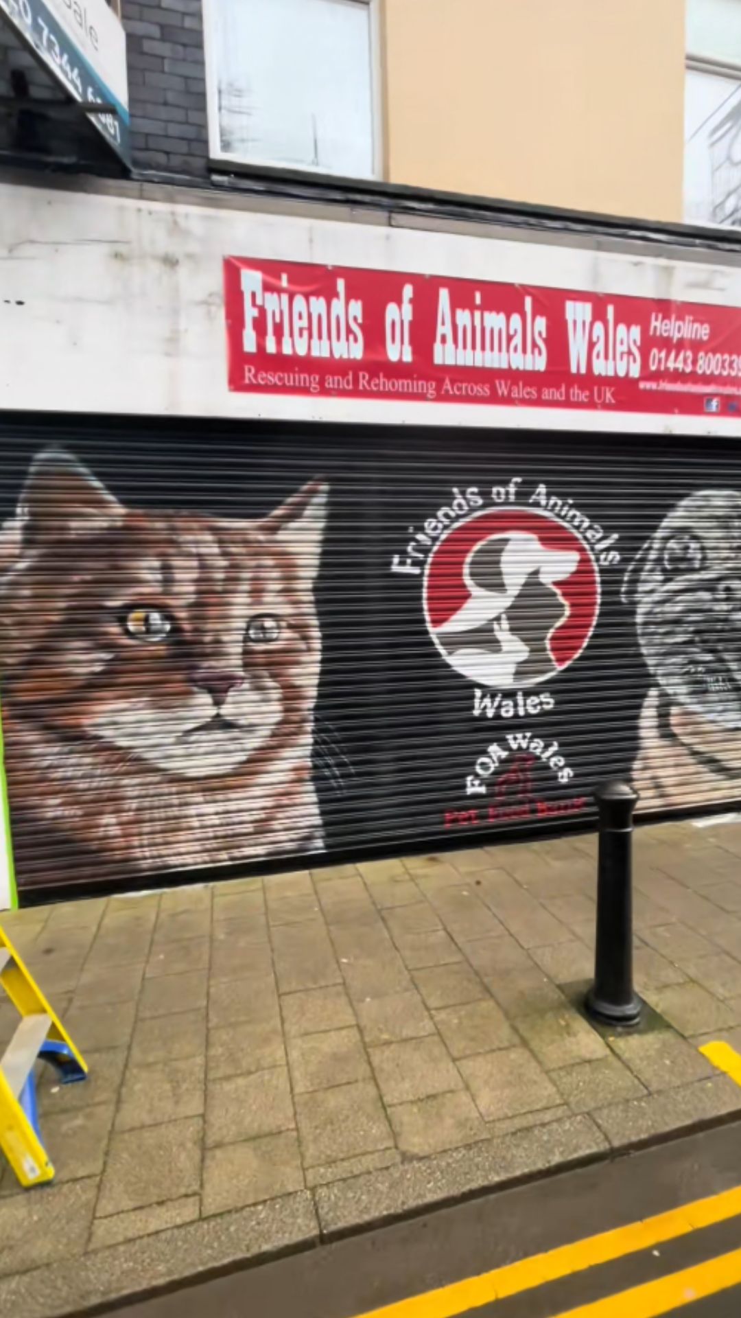 Stunning realistic cat mural on shop shutter | Amazing spray paint ...