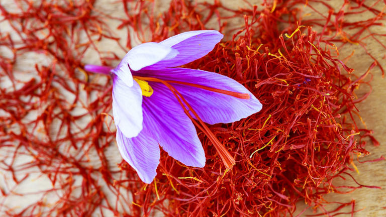 Saffron is the world's most expensive spice yet it's so easy to grow at ...