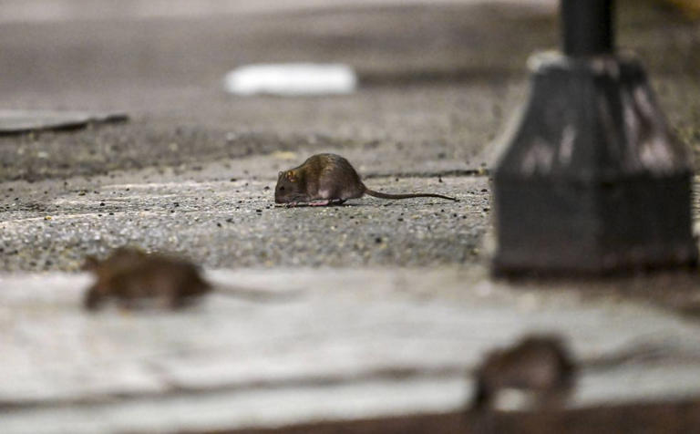 PETA requests non-lethal solution to Lower Northeast’s rat problem