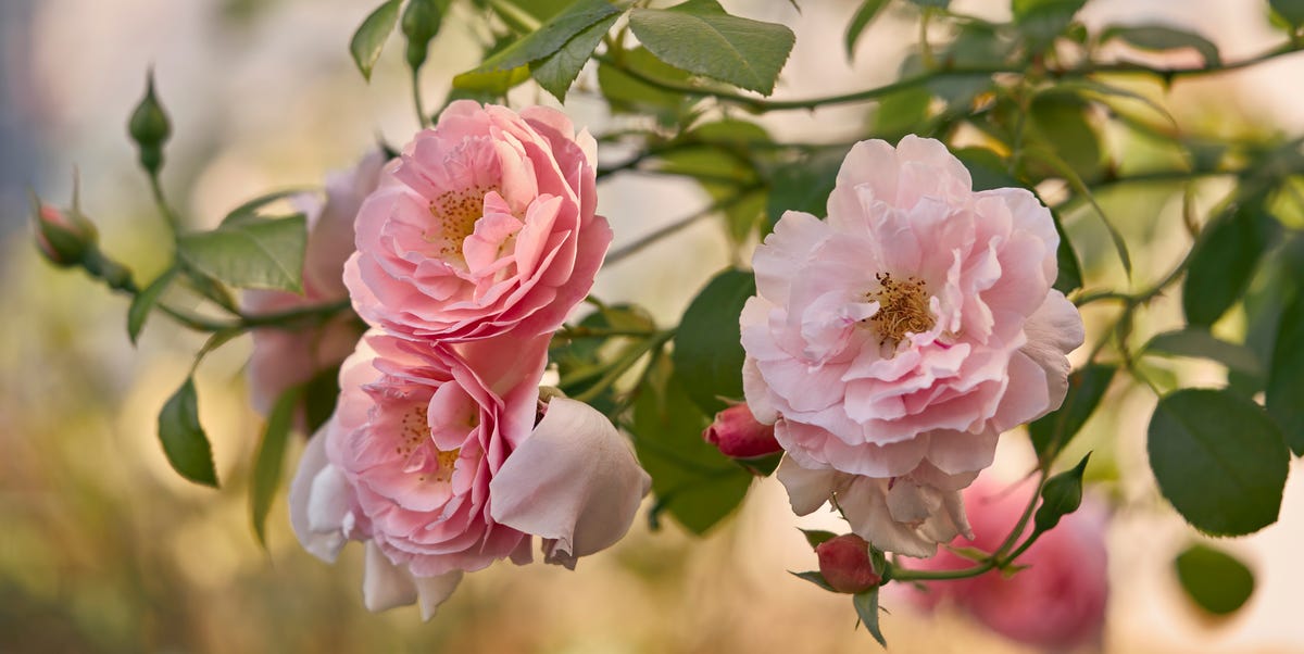 Planting a new rose this autumn? This location mistake could leave it ...