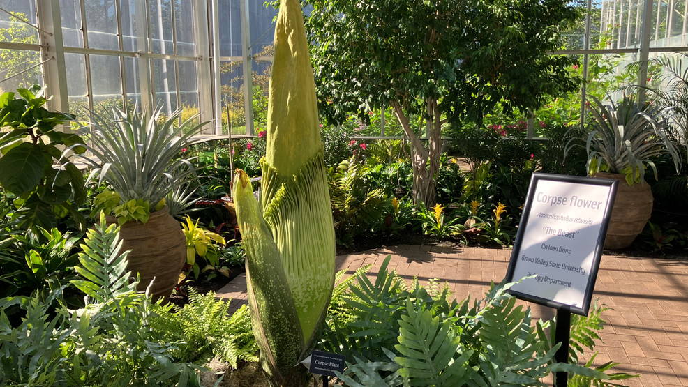 Corpse flower blooms at Grand Valley State University, greenhouse hours ...