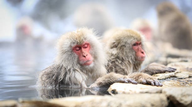 Monkeys celebrate ‘Good Bath and Onsen Day’ in Japanese hot spring ...