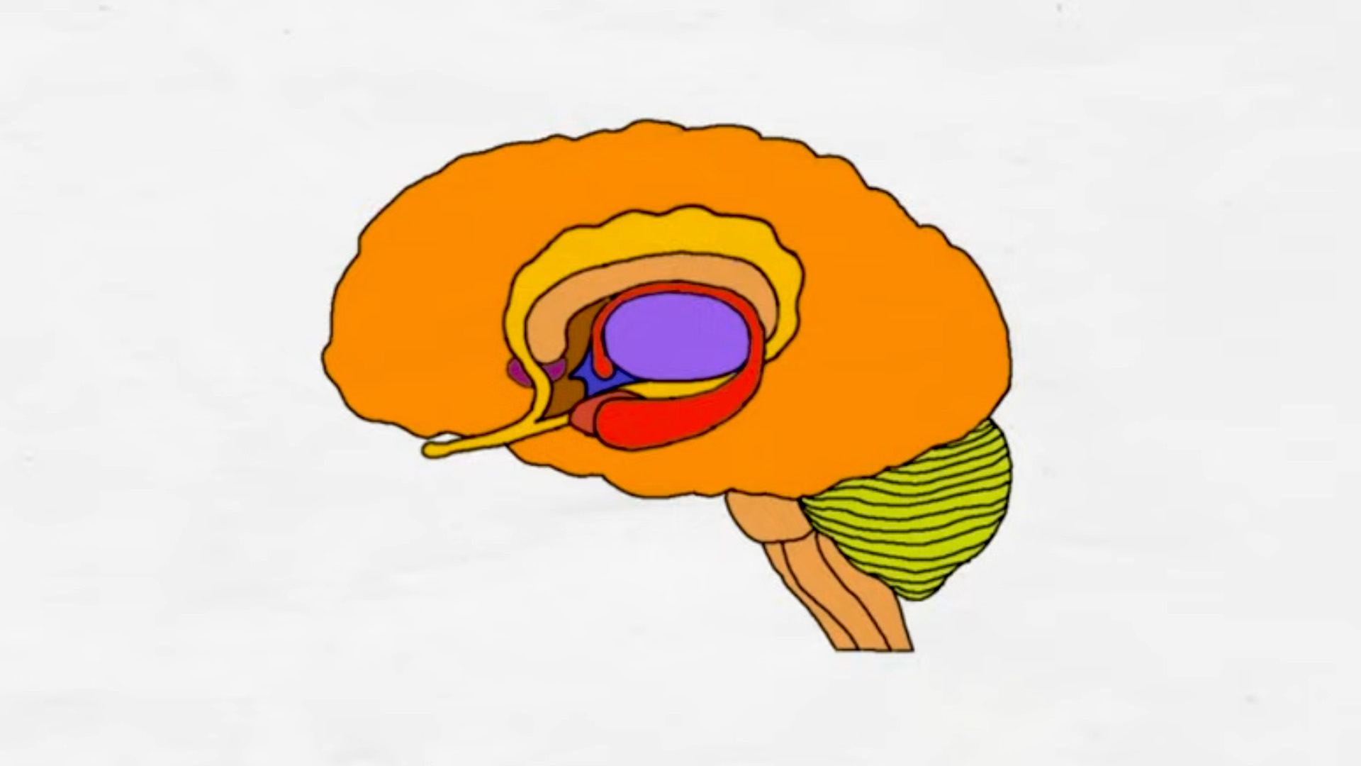 What is the limbic system and what are its main structures?