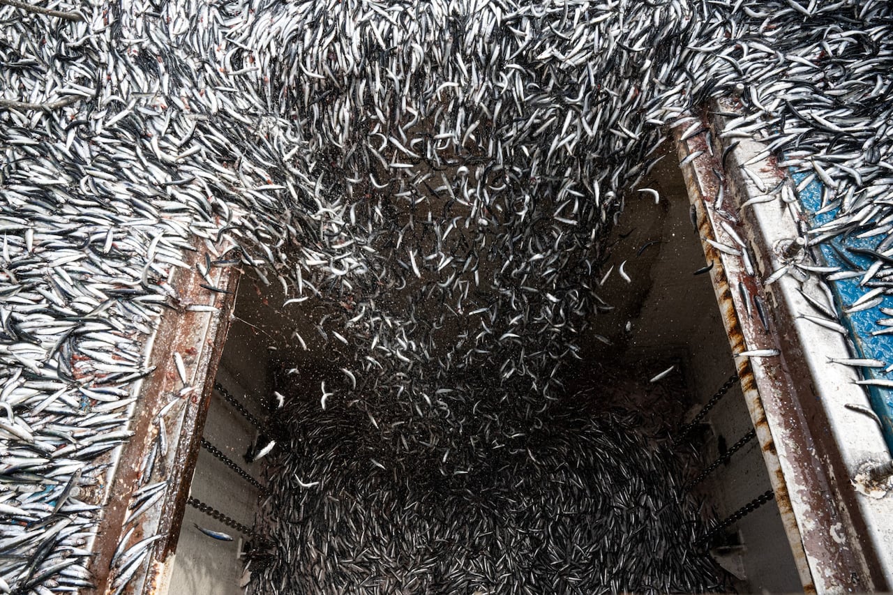 What is your seafood eating? Investigation traces problems in global ...