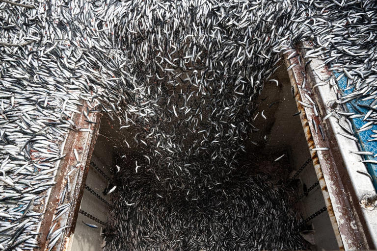 What is your seafood eating? Investigation traces problems in global ...